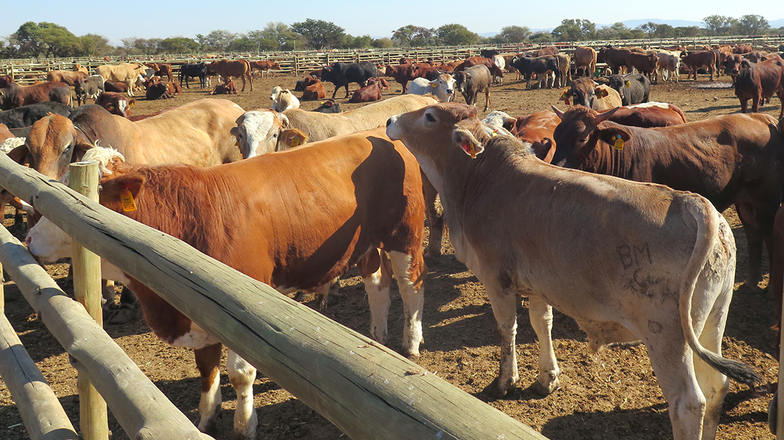 how-nuclear-science-helps-botswana-control-animal-diseases-ensure-food