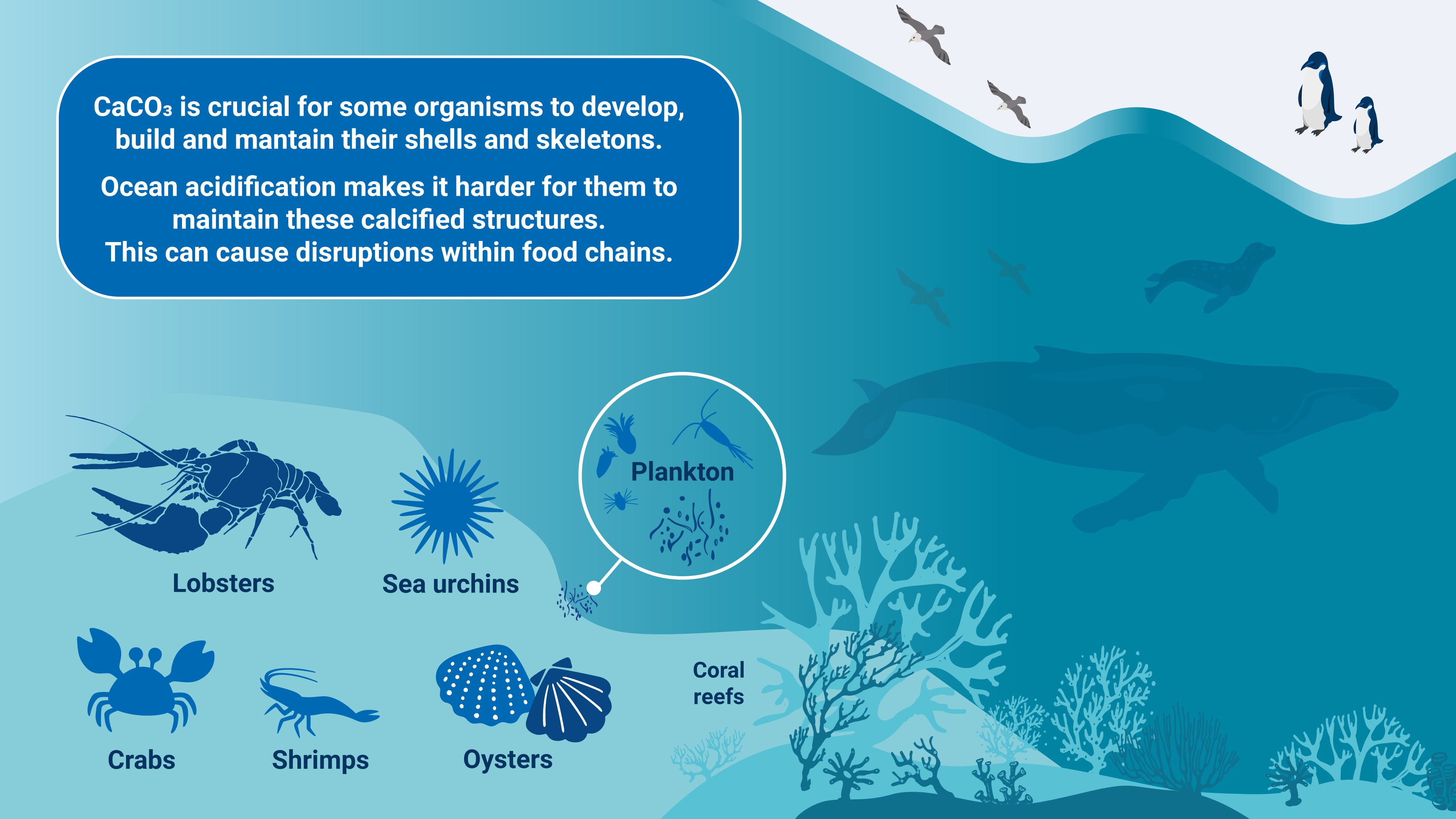How Carbon Emissions Acidify Our Ocean | IAEA