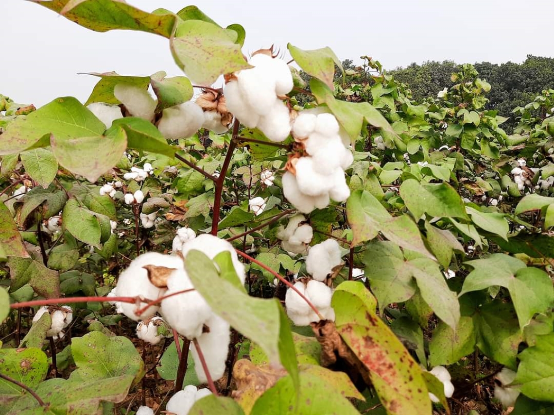 Safe seed Researchers yielding good results on food cotton in