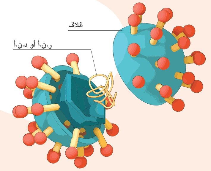 كيف يتم الكشف عن فيروس كوفيد-١٩؟ | IAEA