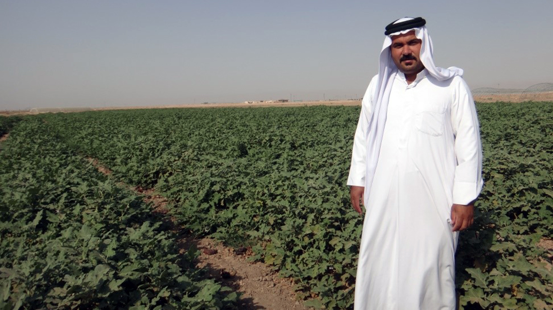 التقنيات النووية تدعم إنتاج المحاصيل على تربة متأثرة بالملوحة في الشرق  الأوسط | IAEA