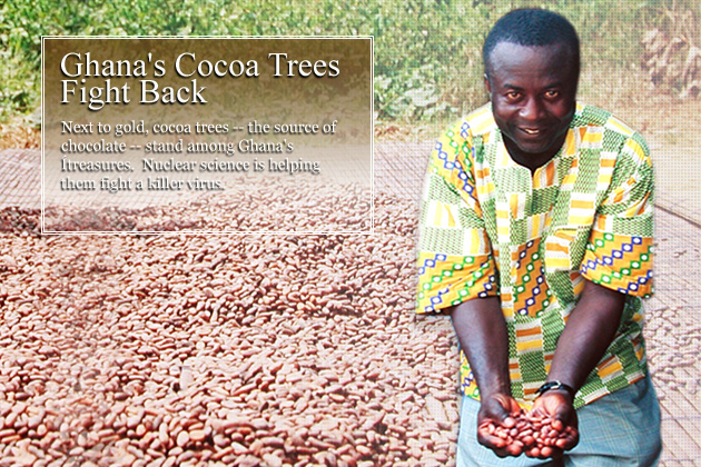 Next to gold, cocoa trees - the source of chocolate - stand among Ghana's treasures.  Nuclear science is helping them fight a killer virus.