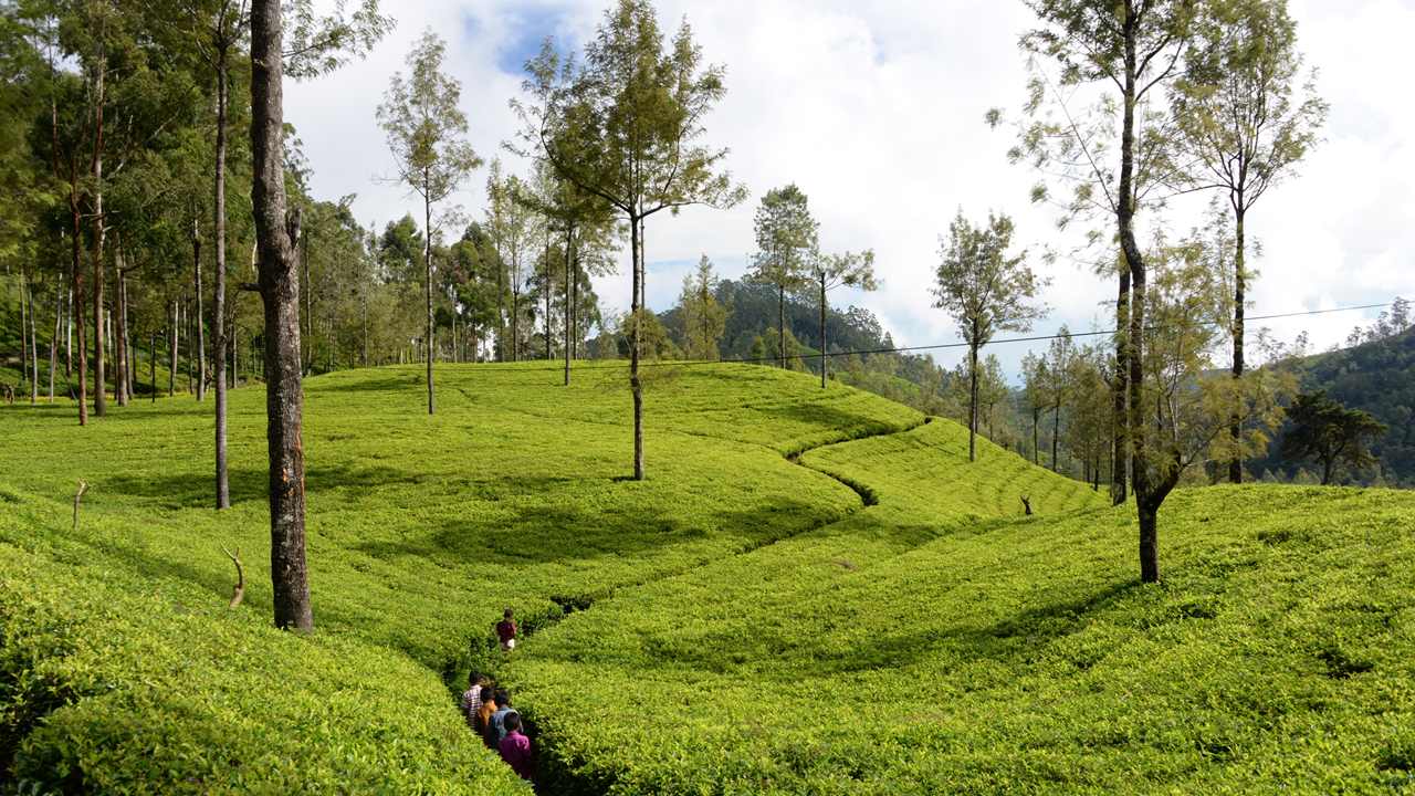 Boosting Tea Plant Diversity, Quality and Resilience in Sri Lanka | IAEA