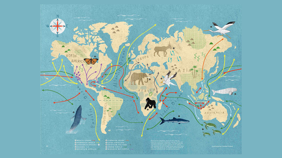 Animal Migration Map