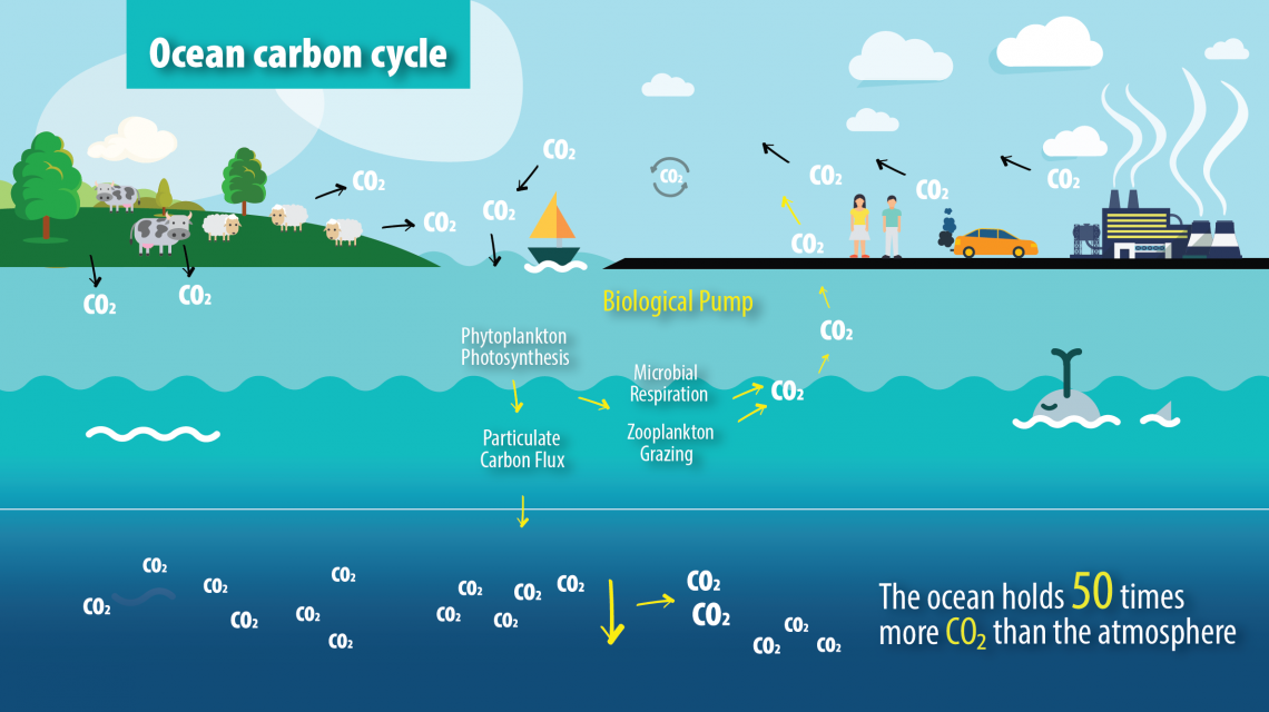 carbon cycle ocean