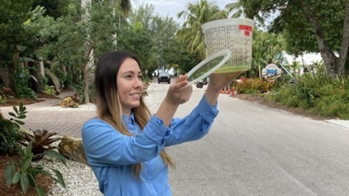Releases of sterile mosquitoes being conducted at the Captiva Island, FL, USA