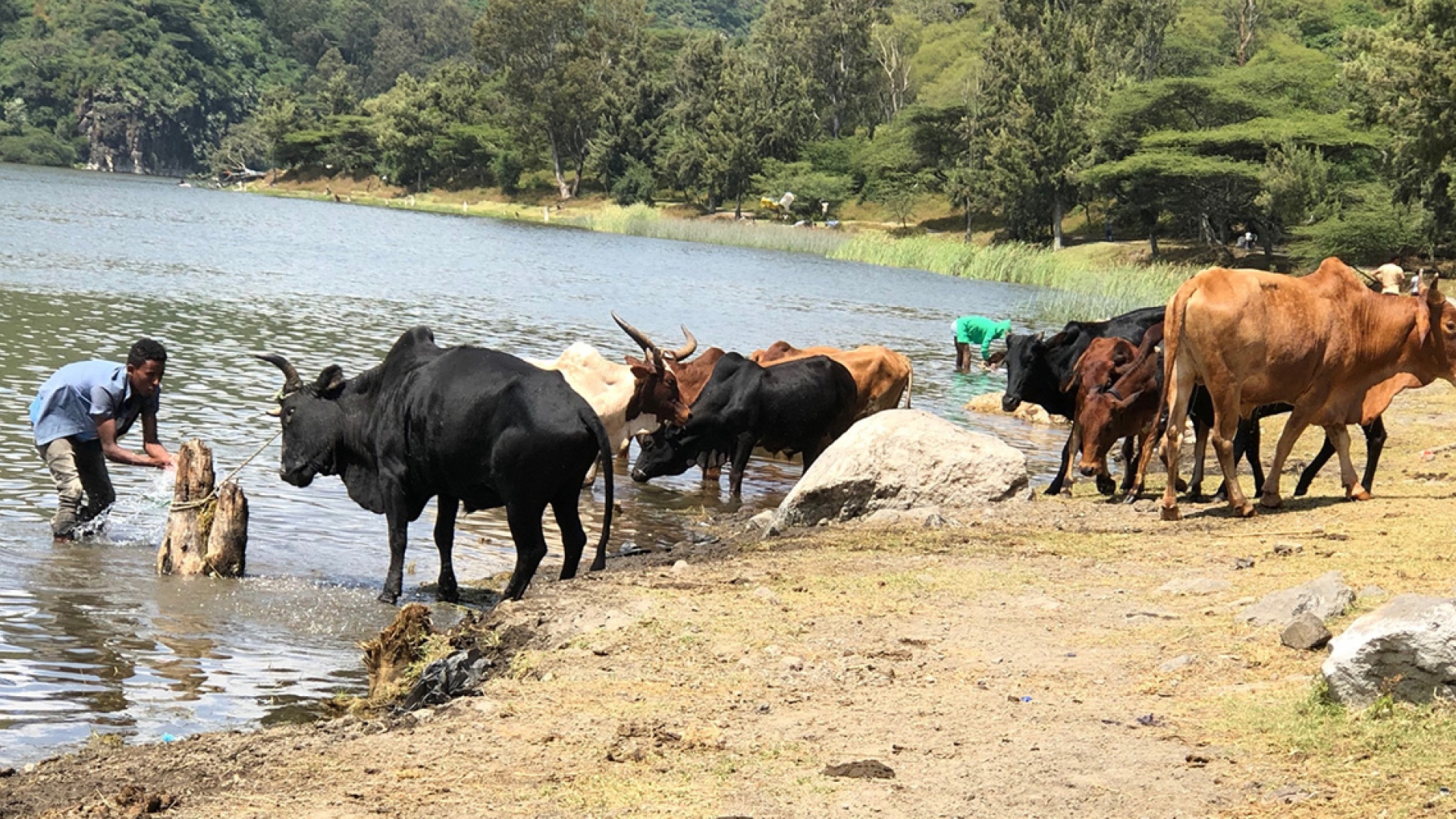 Irradiated Animal Vaccines Keep Ethiopia's Animals Healthy, Helping