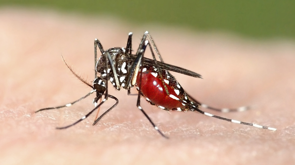 malaria mosquito