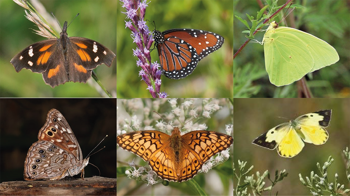 México: estudio sobre seis mariposas migratorias con datos del OIEA | OIEA
