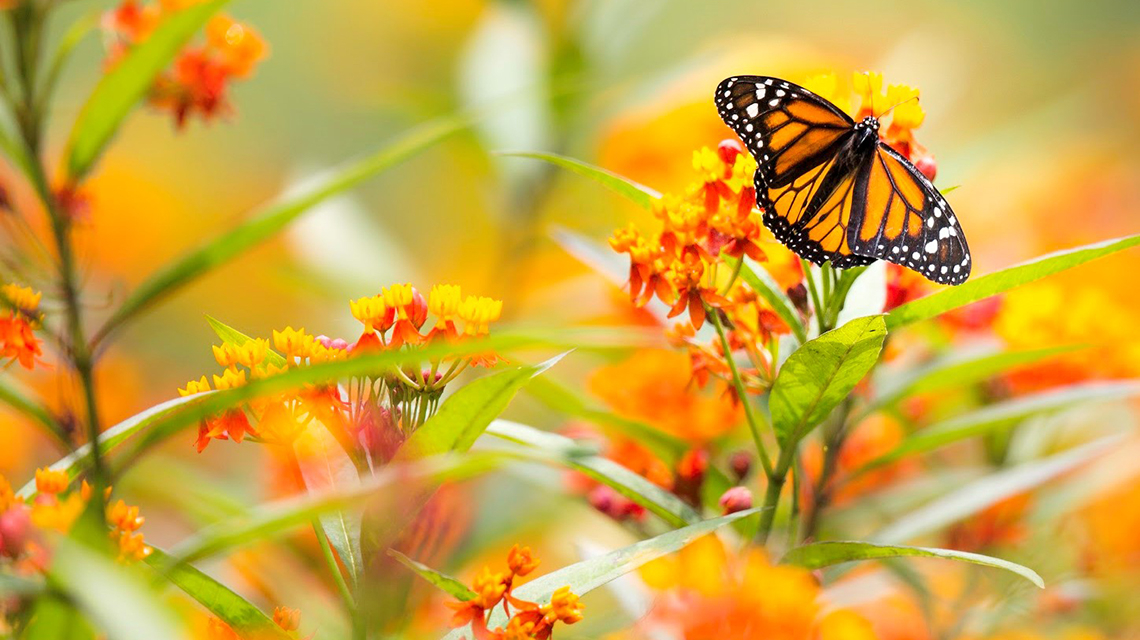 Explicación de la ruta de la mariposa monarca desde el Canadá y los Estados  Unidos a México gracias a datos del OIEA y a técnicas isotópicas | OIEA