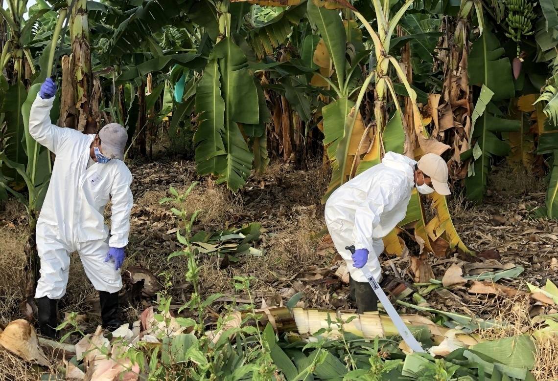 Combatting the Banana Wilt Pandemic | IAEA