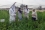 The Joint FAO/IAEA Division of Nuclear Techniques in Food and Agriculture provided support to Kuwait in practical training on mutant identification and the selection of barley mutant population in the field, which also included a course on ‘Mutation Breeding Techniques for Crop Improvement” held in March 2017.

Photo Credit: L. Jankulosk i/ IAEA
