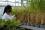 An IAEA technician checks the growth of rice at the Seibersdorf Laboratories. Seibersdorf, Austria, August 2000 (Photo Credit: Dean Calma)