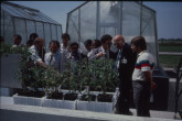 A specialty of the Seibersdorf laboratory is pest control by the sterile insect technique, in which insects are reared and sterilized before being released to mate with the pest population. One research programme relates to the control of tsetse flies by this means. The photo shows the application of controlled release formulations of pesticides prepared in the joint IAEA/FAO (Food and Agriculture Organization of the United Nations) laboratory. 1985.  Please credit IAEA