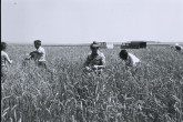 Grain to be analysed for genetic differences in protein quantity and quality as part of research work in to atomic energy and food storage at the IAEA Seibersdorf laboratory. August 1974. Please credit IAEA/RABSON Robert
