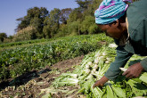 A woman harvests lettuce at Kamilombe, 20 km from Lubumbashi, DR Congo. (Photo: FAO/Giulio Napolitano)
