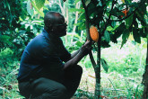 Mr. Seth Osei Yaw, a senior technical officer at the Cocoa Research Institute of Ghana (CRIG), checks cocoa trees as part of field trials to develop a hardier variety that is resistant to the cocoa swollen shoot virus.  Attempts to control the disease are costly, but essential in Ghana, one of the world's top cocoa producers.  The IAEA and UN Food and Agriculture Organization are partners in helping Ghana develop hardier cocoa trees.