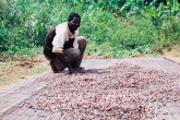 In the villages of Ghana, cocoa pods are harvested from the tree trunks and cut open to release the brown-red beans.  The whole beans are then dried in the sun before they are packed into sacks for the market.