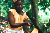 Earnings from five hectares of cocoa trees have raised the standard of living for Ms. Juliana Peasah's family in Tafo, Ghana, helping them to build a more comfortable life.  Their top priority is to keep the trees healthy and resistant to pests and the swollen shoot disease.  'It appears we now have a variety that can help us stop the spread of this destructive virus,' she says.