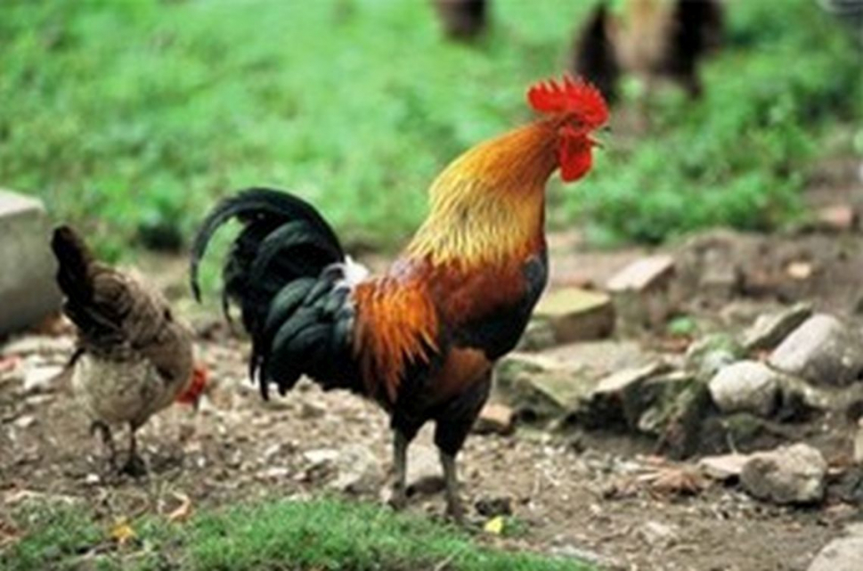 Main native Italian chicken breeds. Reproduced with permission