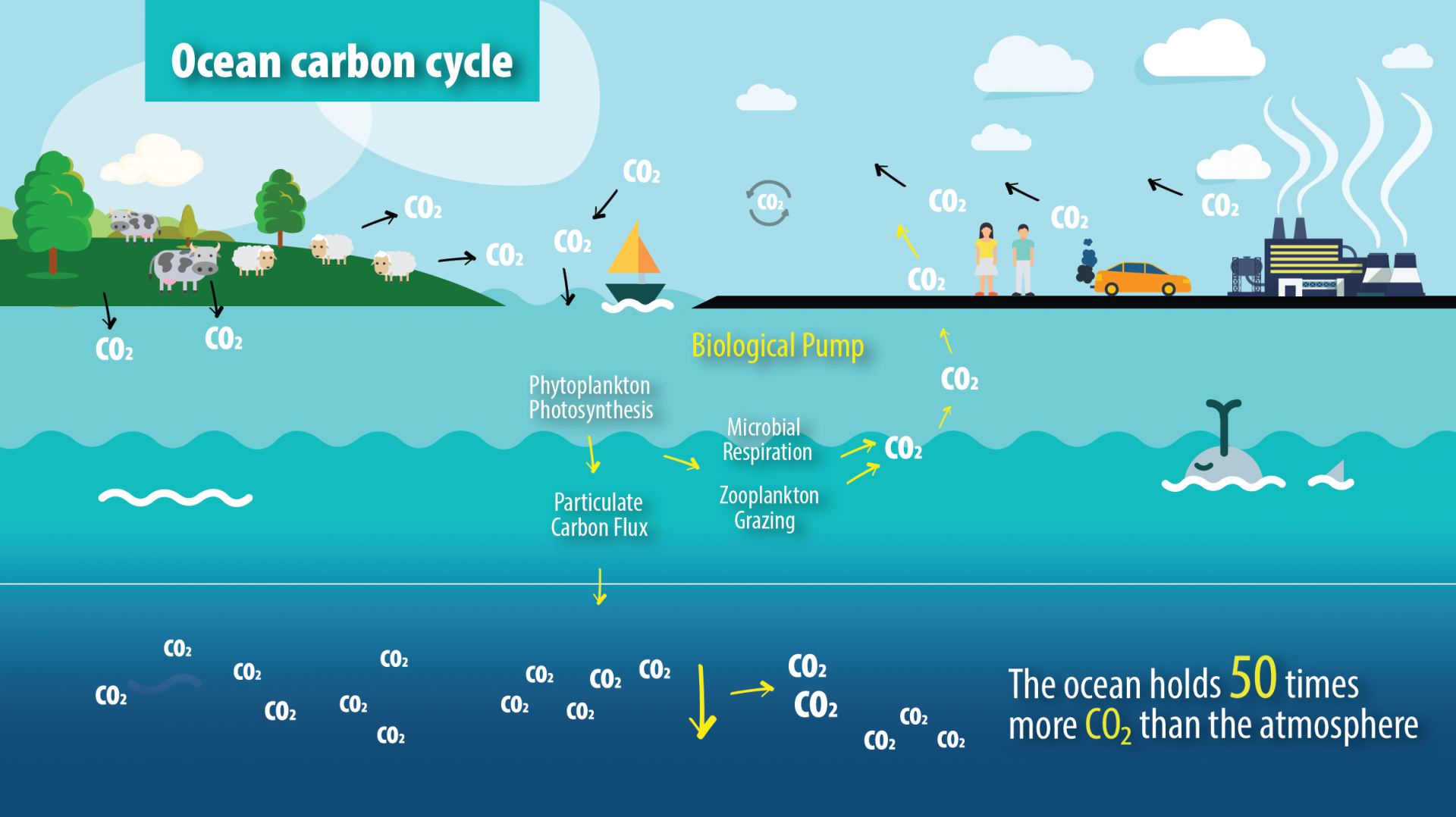 The Ocean Carbon Cycle IAEA