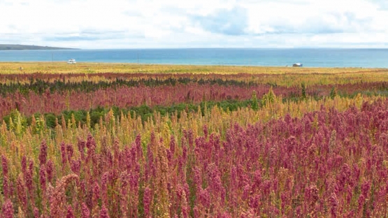 Climate Change Adaptation: Boosting Quinoa Production