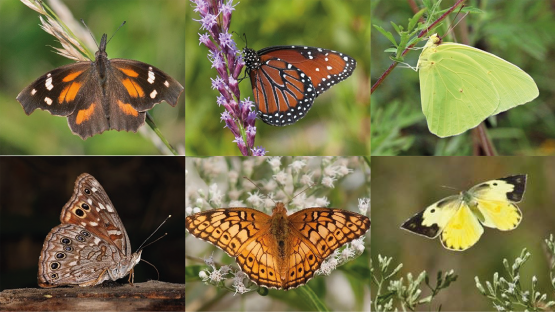 Scientists studied the migration of six butterflies with isotopes