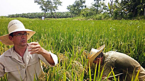 Cuban rice variety bred for tolerance to salinity and rice mites stays relevant in Cuba’s fields and its cuisine for almost 20 years