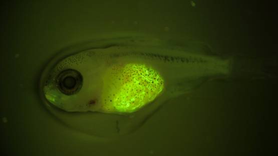 A fish that has ingested fluorescent-labelled nanoplastics. As part of NUTEC Plastics, IAEA uses nuclear and isotopic tools to conduct research on nano and microplastics to determine how they affect marine organisms. (Photo: F. Oberhaensli/IAEA)