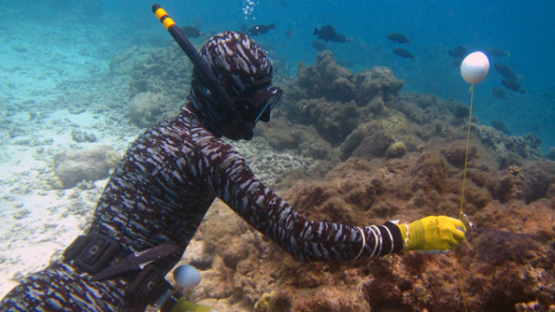 ocean diver fish