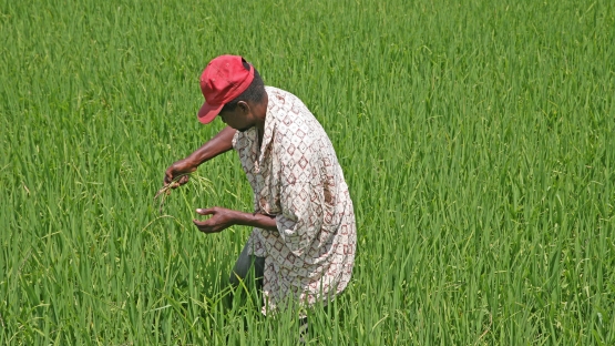 agricuture man working in field