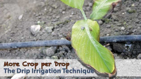 Explaining the drip irrigation technique.