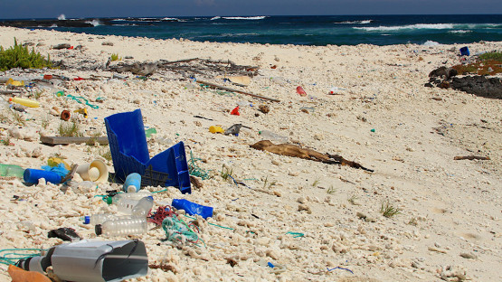<p style="color:#808080">Plastic waste at Galapagos coast, Ecuador (Photo: F. Oberhaensli/IAEA) </p><p>
<p>
Sunlight, wind and waves break down plastic debris into smaller and smaller pieces that eventually become microplastics. Exfoliants in the health and beauty industry and the synthetic fibres used in clothes and textiles also contribute to microplastic pollution. Microplastics harm marine life – they are ingested by sea animals that mistake them for food. This then enters the human food chain. 
<p>
Learn how the IAEA and its partners are helping scientists to improve how they measure this phenomenon worldwide, through an example of IAEA technical cooperation in Latin America and the Caribbean.
<p>
<p style="color:#808080">(Text: Andrea Galindo)</p>