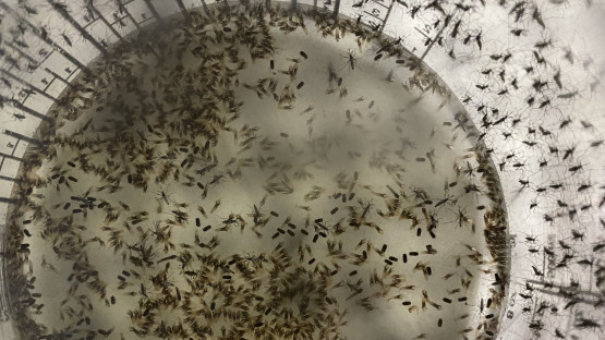 Sterile Aedes aegypti males inside a bucket ready for release on Captiva Island, Lee County, Florida, USA (Source: LCMCD, USA).