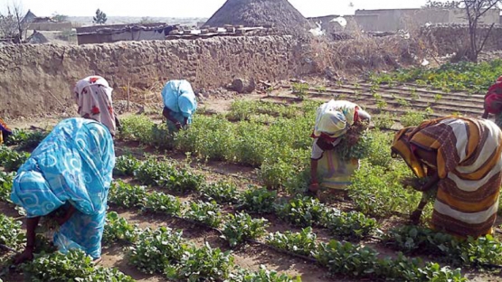 Improving Sudan’s Vegetable Production with Small-scale Irrigation Technologies