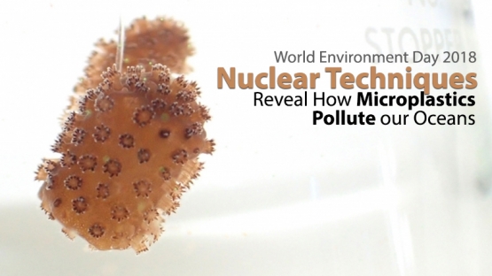 While the visible impact of large plastic debris on marine environments has been well documented, the potential harm caused by microplastics is much less clear. Nuclear and isotopic techniques can provide valuable information on their impact and the risk to marine organisms and, ultimately, humans. This information can be used by governments as input into making policy decisions. 

The small coral nubbin on this photo is part of the marine plastics experimental work at the IAEA Environment Laboratories in Monaco.
