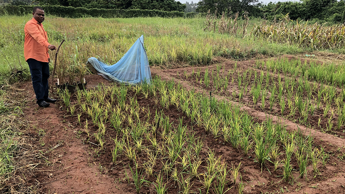 IAEA and FAO Help Zanzibar Grow More Rice | IAEA